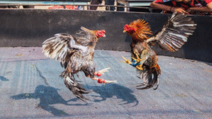 Giới thiệu tổng quan về sảnh cược đá gà 8Live